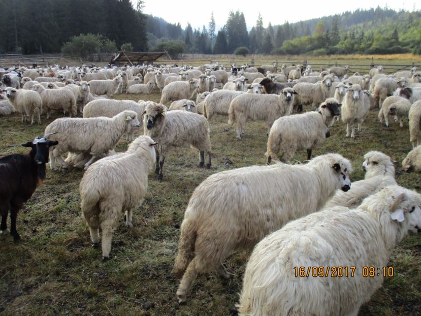  - COBORATUL DE LA STANA 2017 OILE SI VACILE 16 09