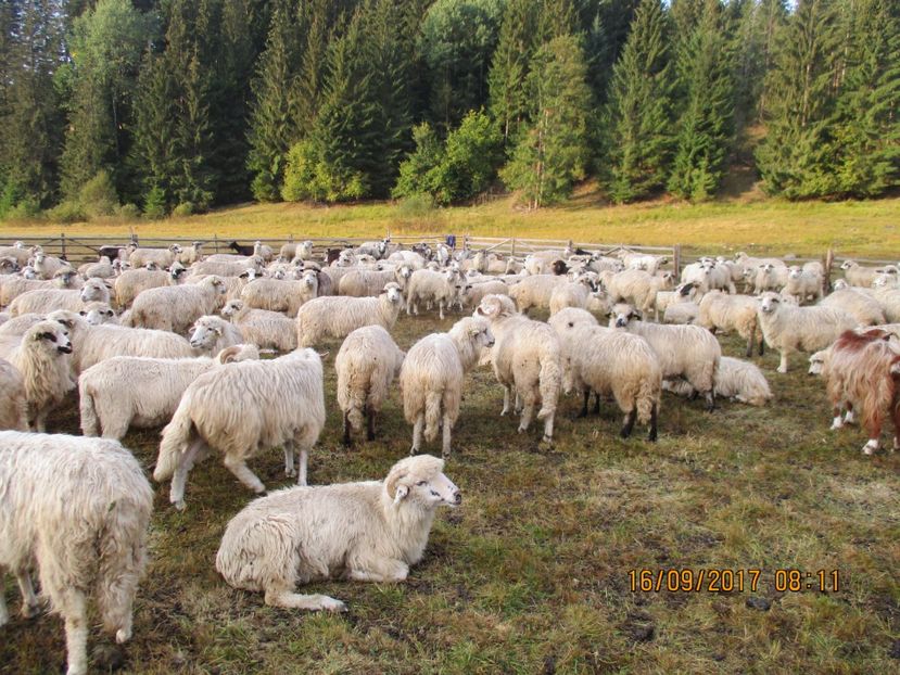  - COBORATUL DE LA STANA 2017 OILE SI VACILE 16 09