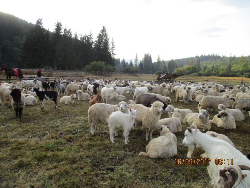  - COBORATUL DE LA STANA 2017 OILE SI VACILE 16 09