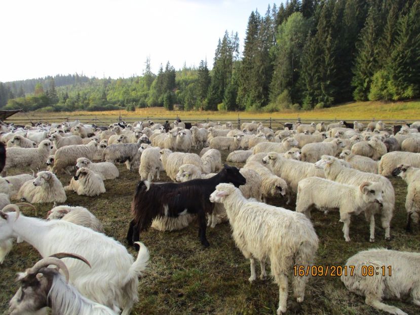  - COBORATUL DE LA STANA 2017 OILE SI VACILE 16 09