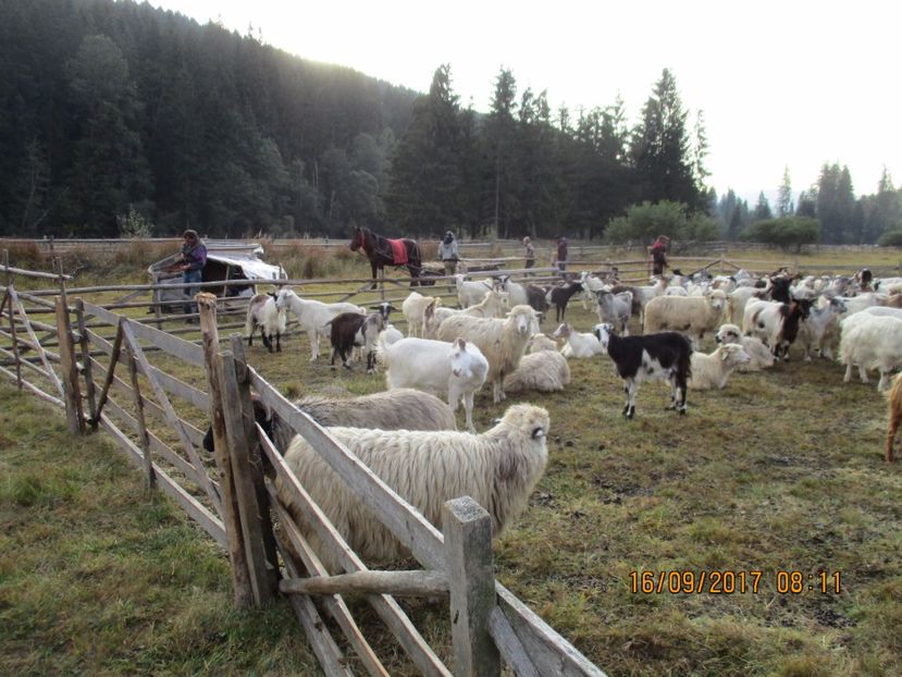 - COBORATUL DE LA STANA 2017 OILE SI VACILE 16 09