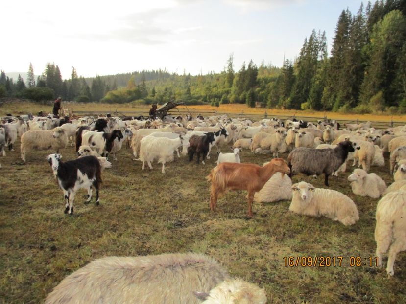  - COBORATUL DE LA STANA 2017 OILE SI VACILE 16 09