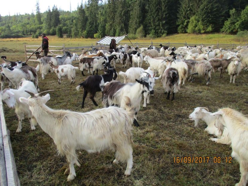  - COBORATUL DE LA STANA 2017 OILE SI VACILE 16 09