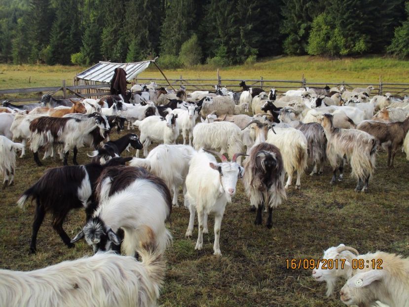  - COBORATUL DE LA STANA 2017 OILE SI VACILE 16 09