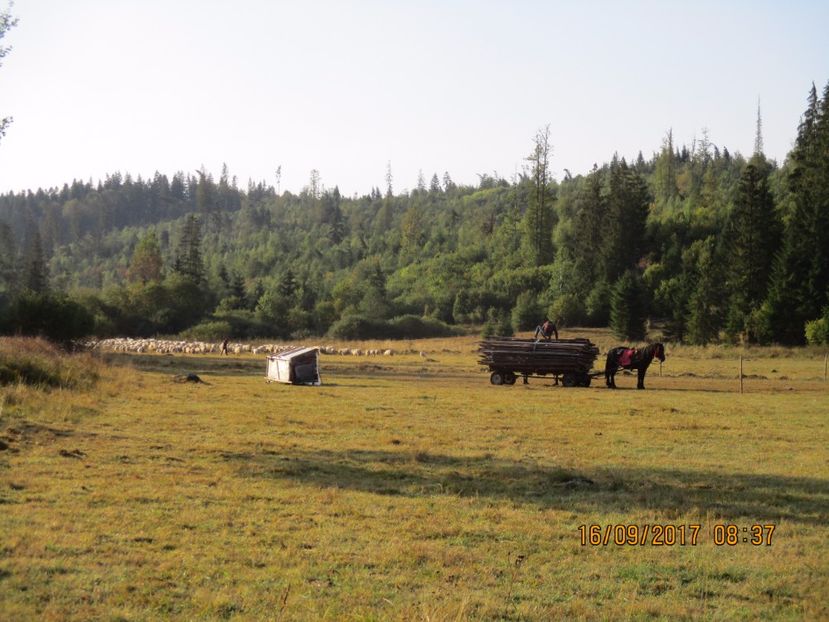  - COBORATUL DE LA STANA 2017 OILE SI VACILE 16 09