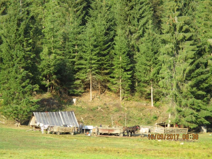  - COBORATUL DE LA STANA 2017 OILE SI VACILE 16 09