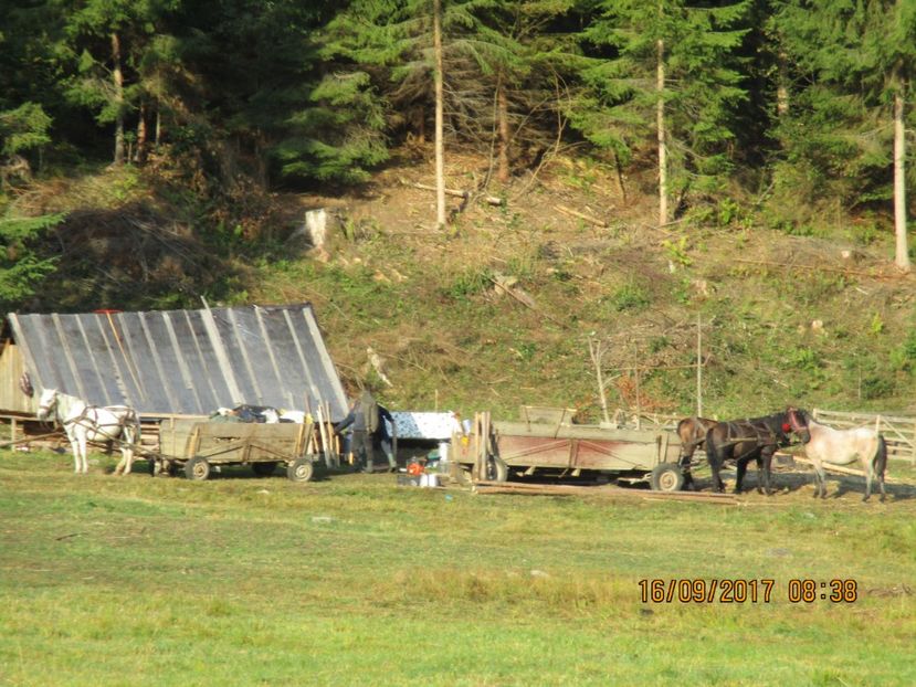  - COBORATUL DE LA STANA 2017 OILE SI VACILE 16 09