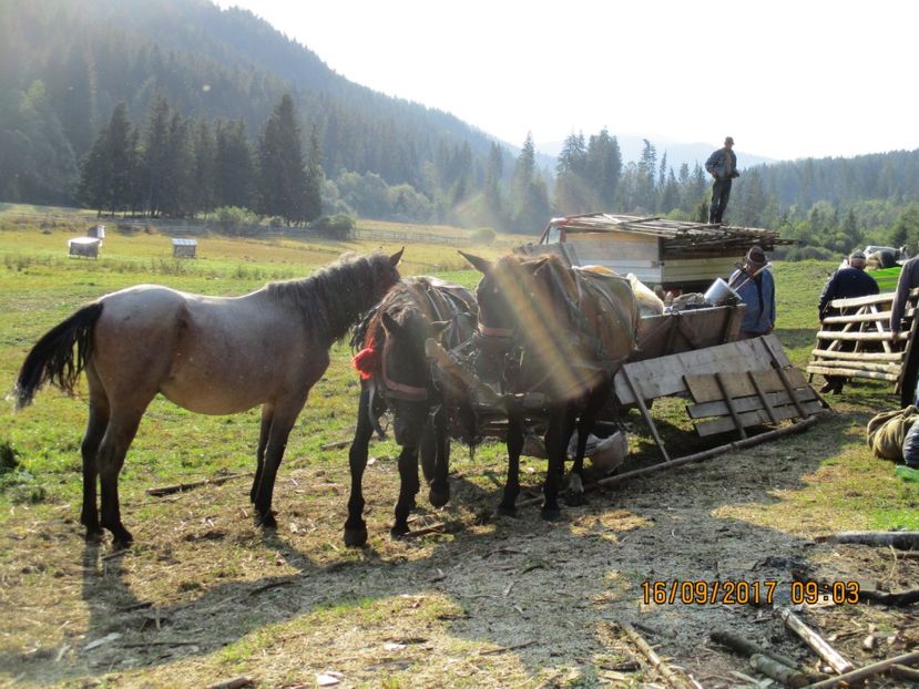  - COBORATUL DE LA STANA 2017 OILE SI VACILE 16 09