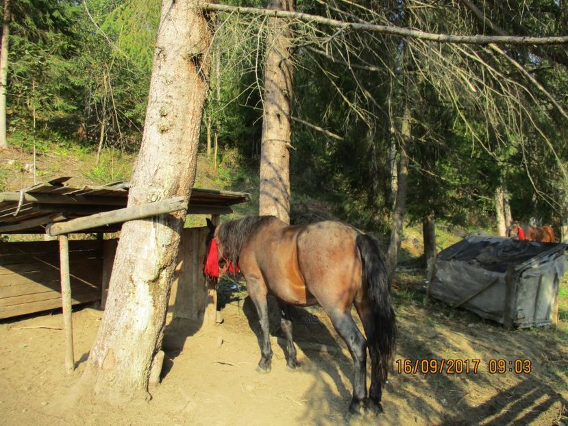  - COBORATUL DE LA STANA 2017 OILE SI VACILE 16 09