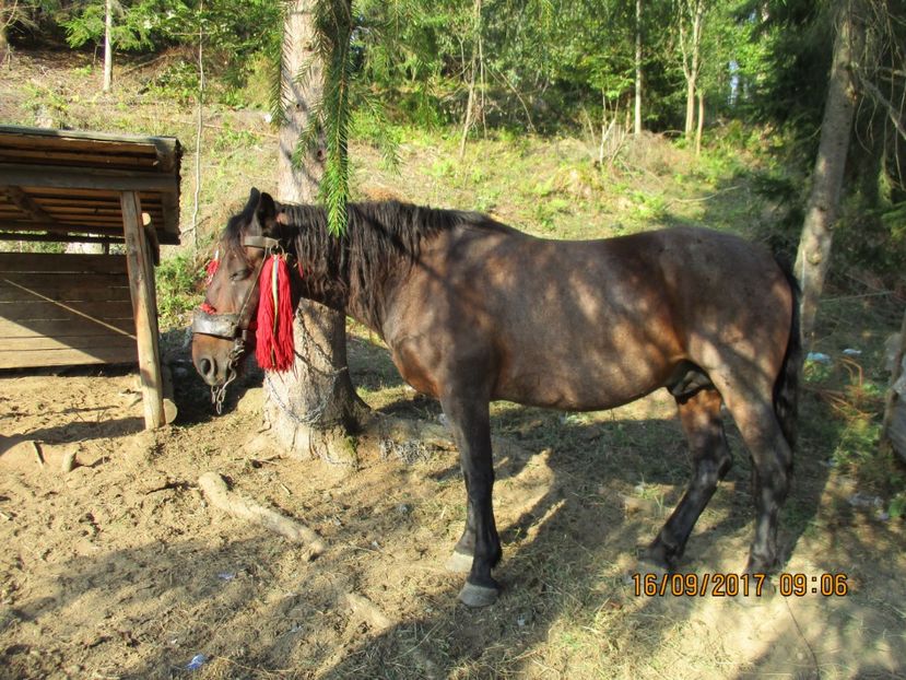  - COBORATUL DE LA STANA 2017 OILE SI VACILE 16 09