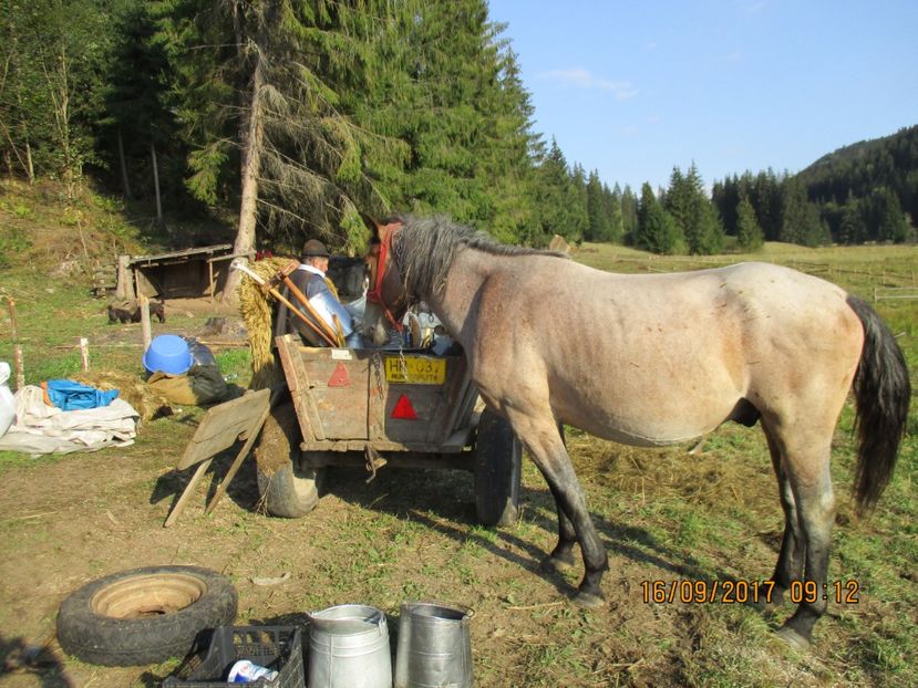  - COBORATUL DE LA STANA 2017 OILE SI VACILE 16 09