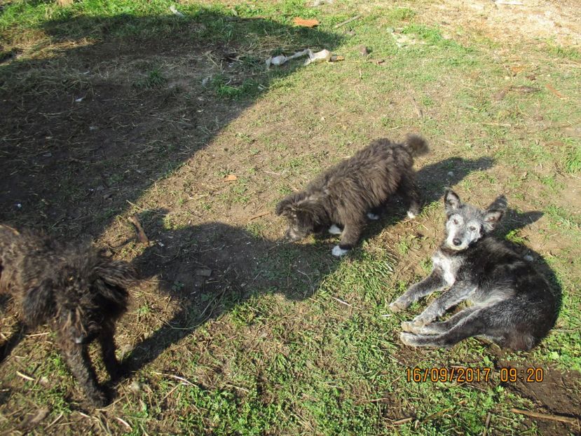  - COBORATUL DE LA STANA 2017 OILE SI VACILE 16 09