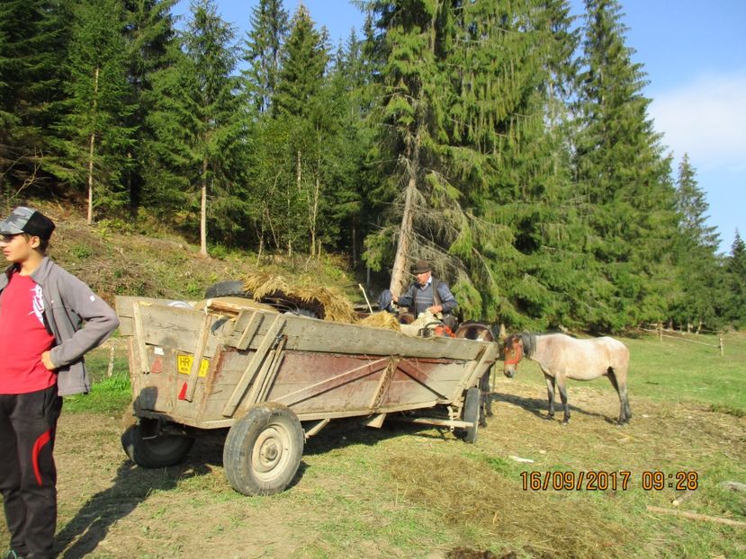  - COBORATUL DE LA STANA 2017 OILE SI VACILE 16 09