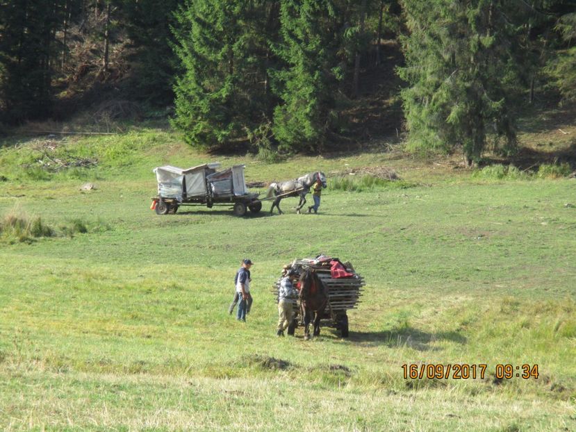  - COBORATUL DE LA STANA 2017 OILE SI VACILE 16 09