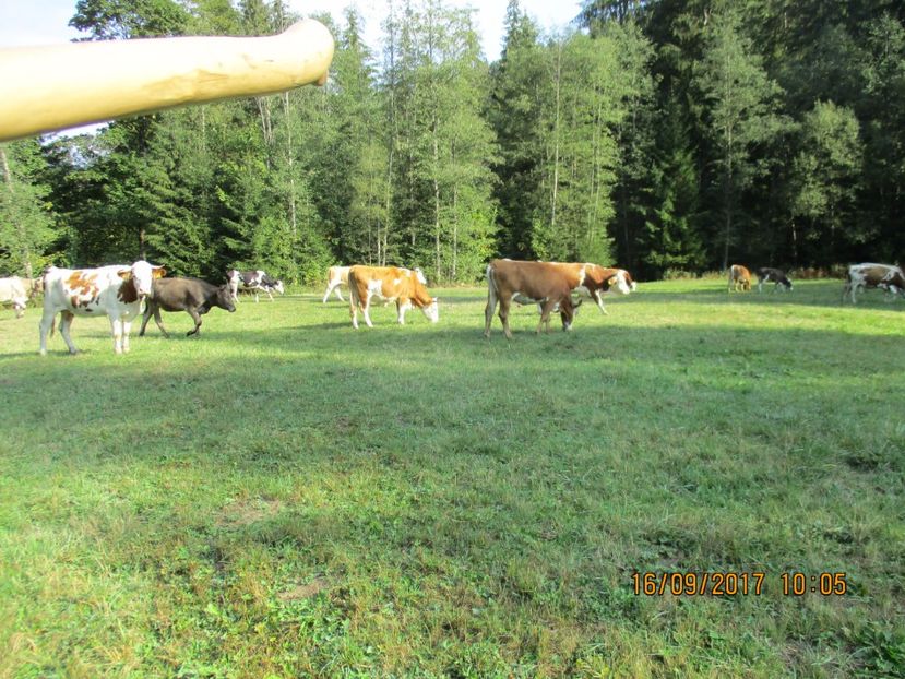  - COBORATUL DE LA STANA 2017 OILE SI VACILE 16 09