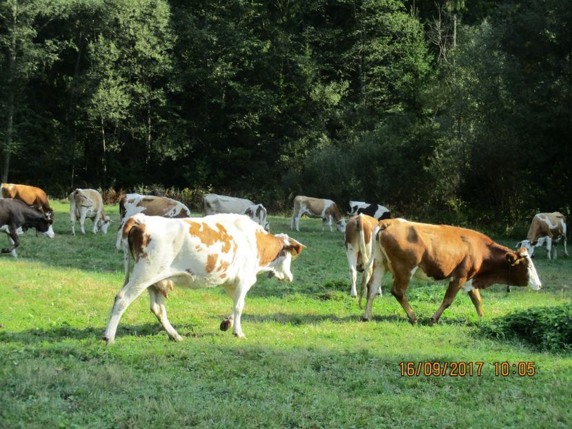  - COBORATUL DE LA STANA 2017 OILE SI VACILE 16 09