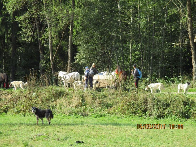  - COBORATUL DE LA STANA 2017 OILE SI VACILE 16 09