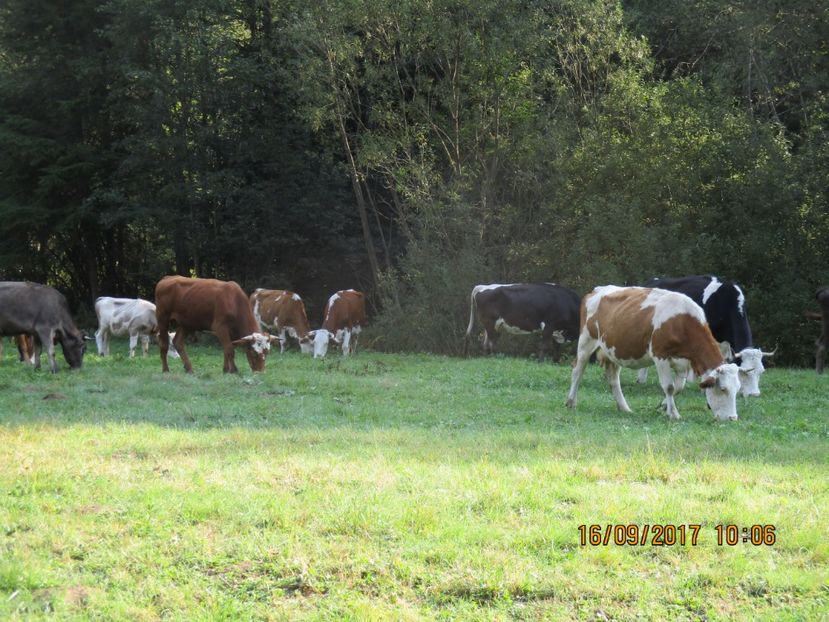  - COBORATUL DE LA STANA 2017 OILE SI VACILE 16 09