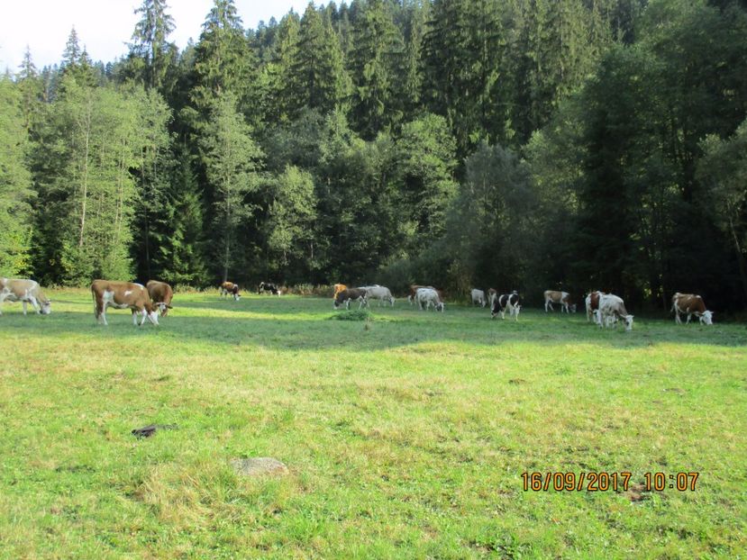  - COBORATUL DE LA STANA 2017 OILE SI VACILE 16 09