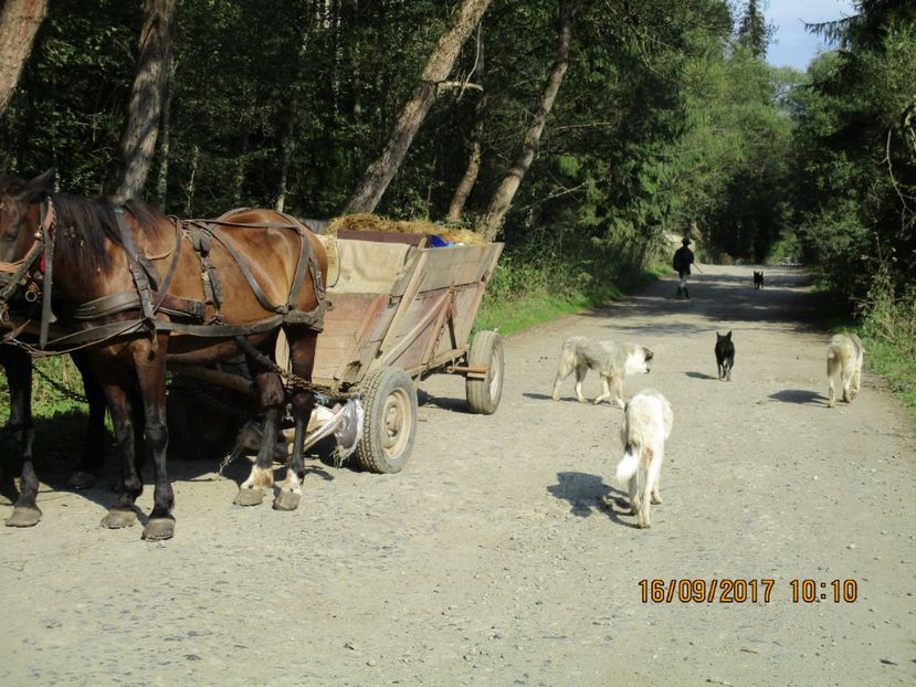 - COBORATUL DE LA STANA 2017 OILE SI VACILE 16 09