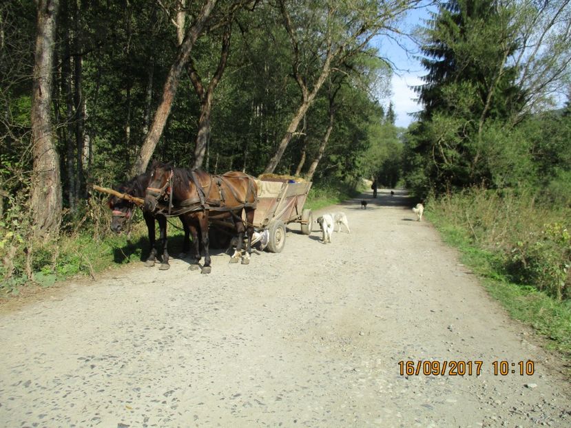  - COBORATUL DE LA STANA 2017 OILE SI VACILE 16 09