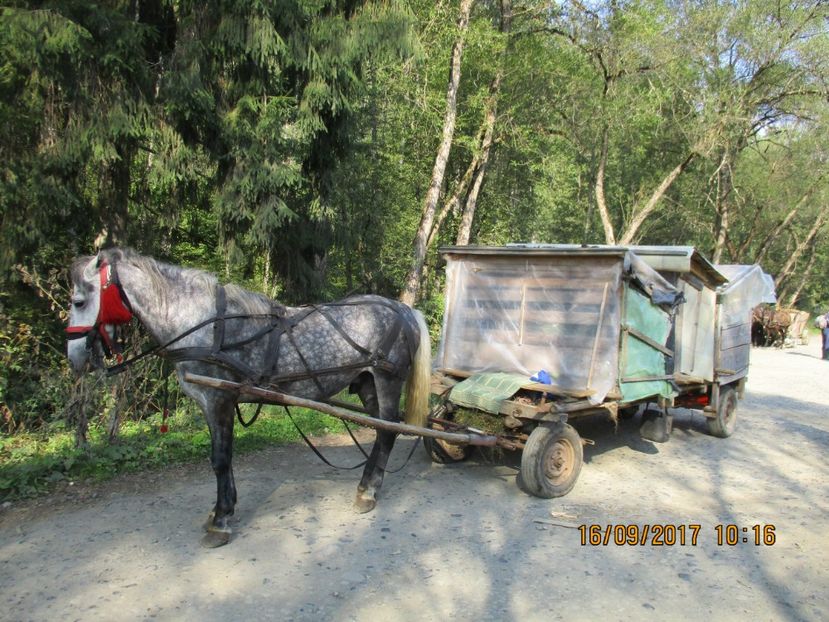  - COBORATUL DE LA STANA 2017 OILE SI VACILE 16 09