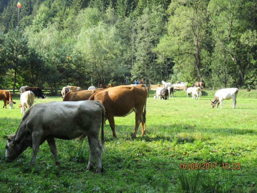  - COBORATUL DE LA STANA 2017 OILE SI VACILE 16 09