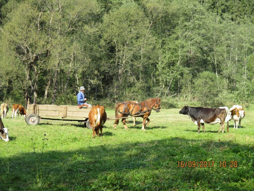  - COBORATUL DE LA STANA 2017 OILE SI VACILE 16 09