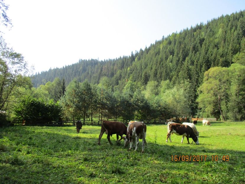  - COBORATUL DE LA STANA 2017 OILE SI VACILE 16 09