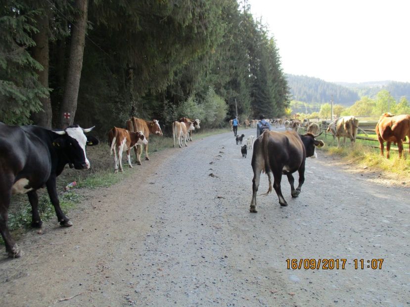  - COBORATUL DE LA STANA 2017 OILE SI VACILE 16 09