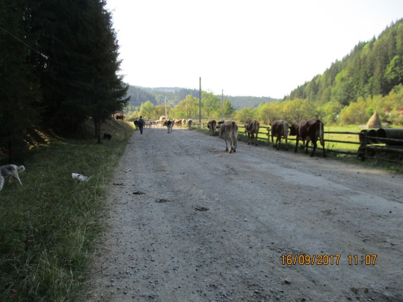  - COBORATUL DE LA STANA 2017 OILE SI VACILE 16 09