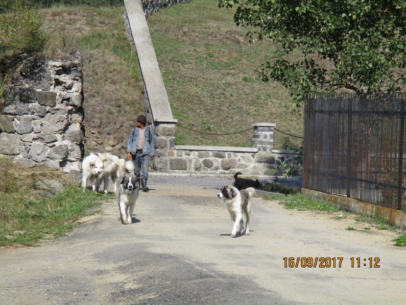  - COBORATUL DE LA STANA 2017 OILE SI VACILE 16 09