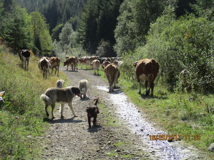  - COBORATUL DE LA STANA 2017 OILE SI VACILE 16 09