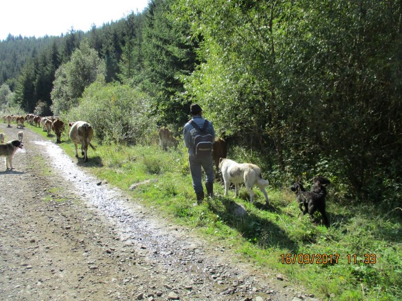  - COBORATUL DE LA STANA 2017 OILE SI VACILE 16 09