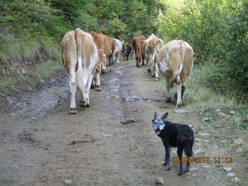  - COBORATUL DE LA STANA 2017 OILE SI VACILE 16 09