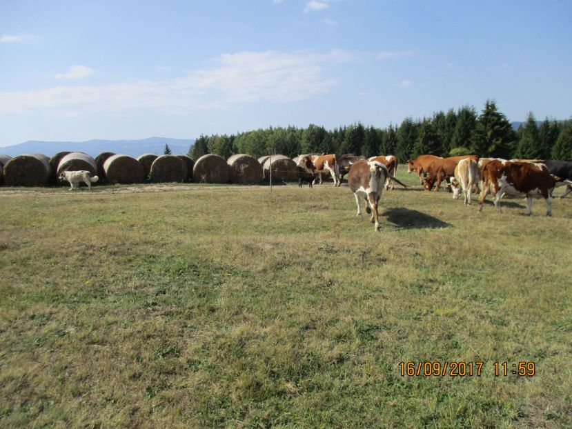  - COBORATUL DE LA STANA 2017 OILE SI VACILE 16 09