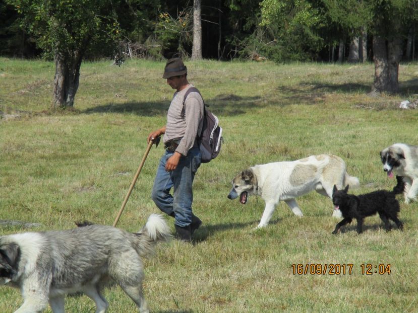  - COBORATUL DE LA STANA 2017 OILE SI VACILE 16 09