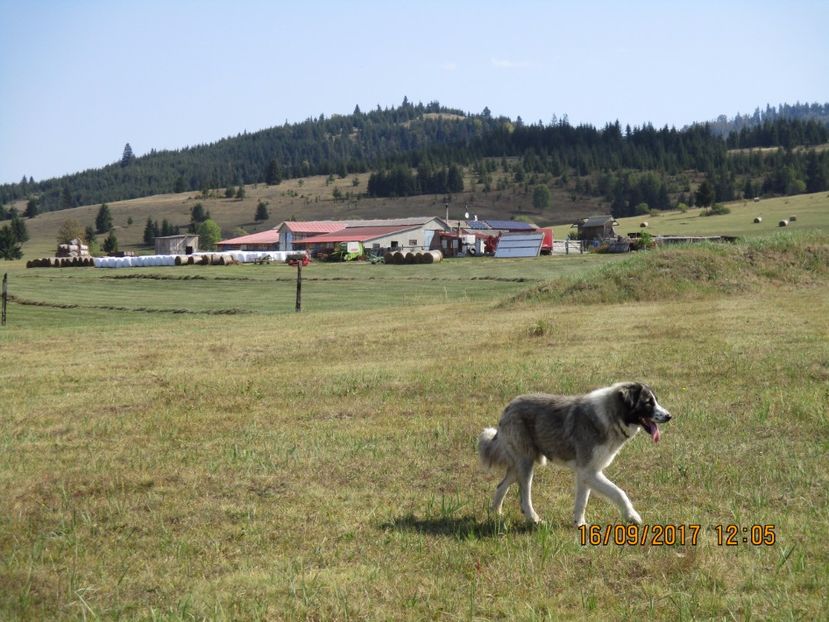  - COBORATUL DE LA STANA 2017 OILE SI VACILE 16 09