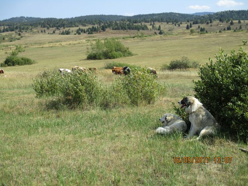 - COBORATUL DE LA STANA 2017 OILE SI VACILE 16 09