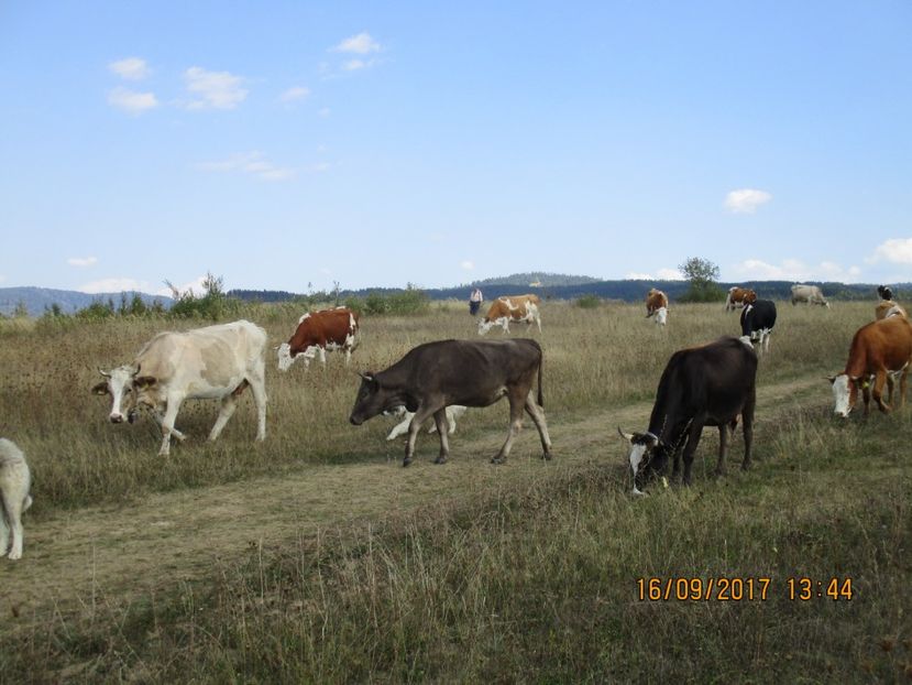  - COBORATUL DE LA STANA 2017 OILE SI VACILE 16 09