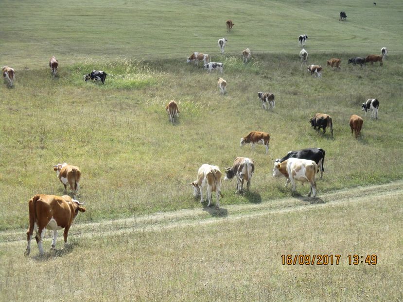  - COBORATUL DE LA STANA 2017 OILE SI VACILE 16 09