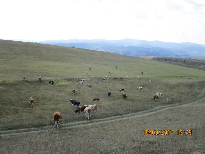  - COBORATUL DE LA STANA 2017 OILE SI VACILE 16 09