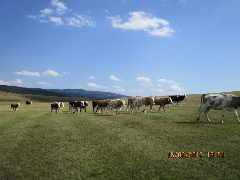  - COBORATUL DE LA STANA 2017 OILE SI VACILE 16 09