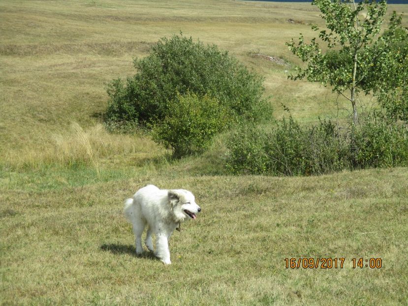  - COBORATUL DE LA STANA 2017 OILE SI VACILE 16 09