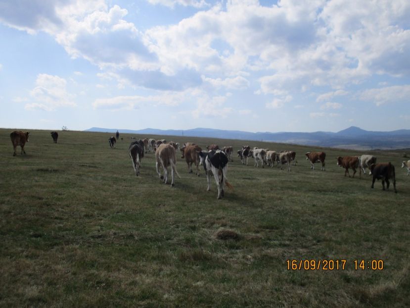  - COBORATUL DE LA STANA 2017 OILE SI VACILE 16 09