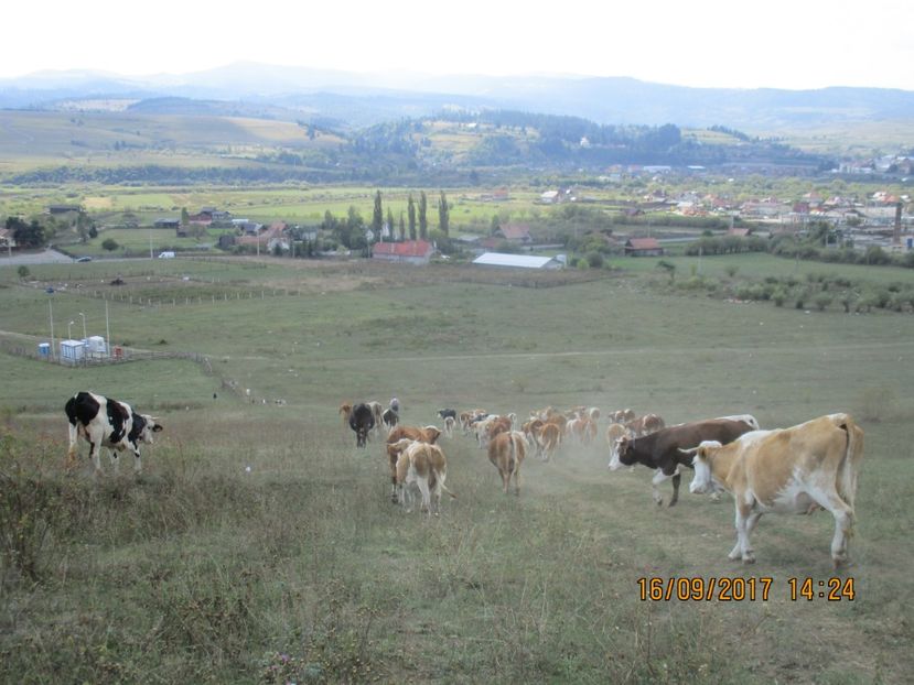  - COBORATUL DE LA STANA 2017 OILE SI VACILE 16 09