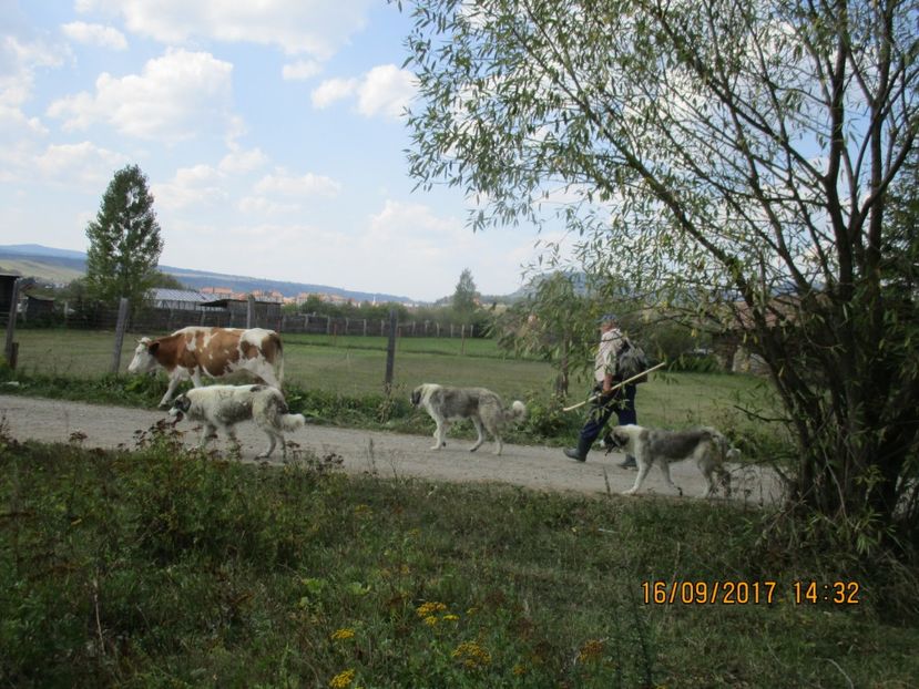  - COBORATUL DE LA STANA 2017 OILE SI VACILE 16 09