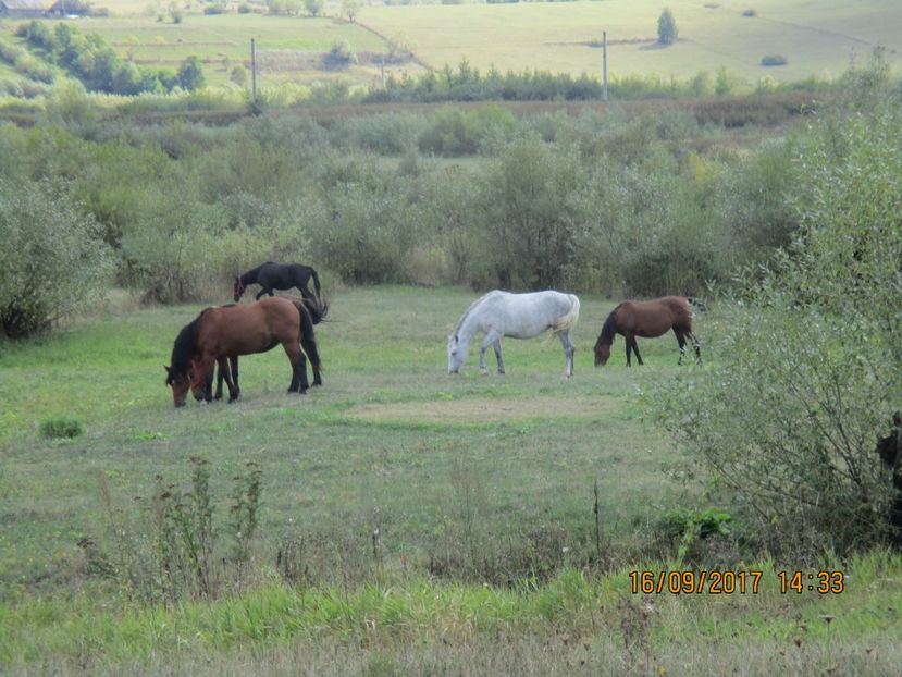  - COBORATUL DE LA STANA 2017 OILE SI VACILE 16 09