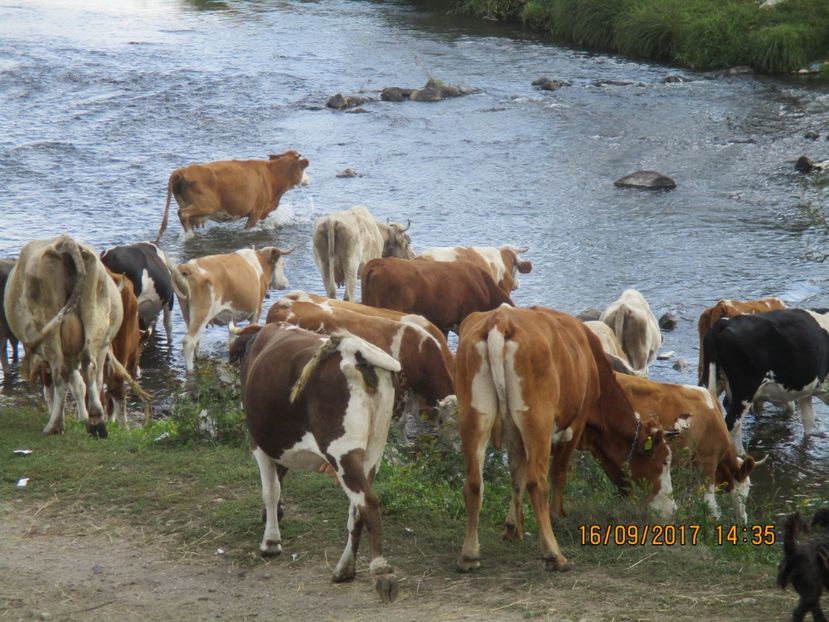  - COBORATUL DE LA STANA 2017 OILE SI VACILE 16 09