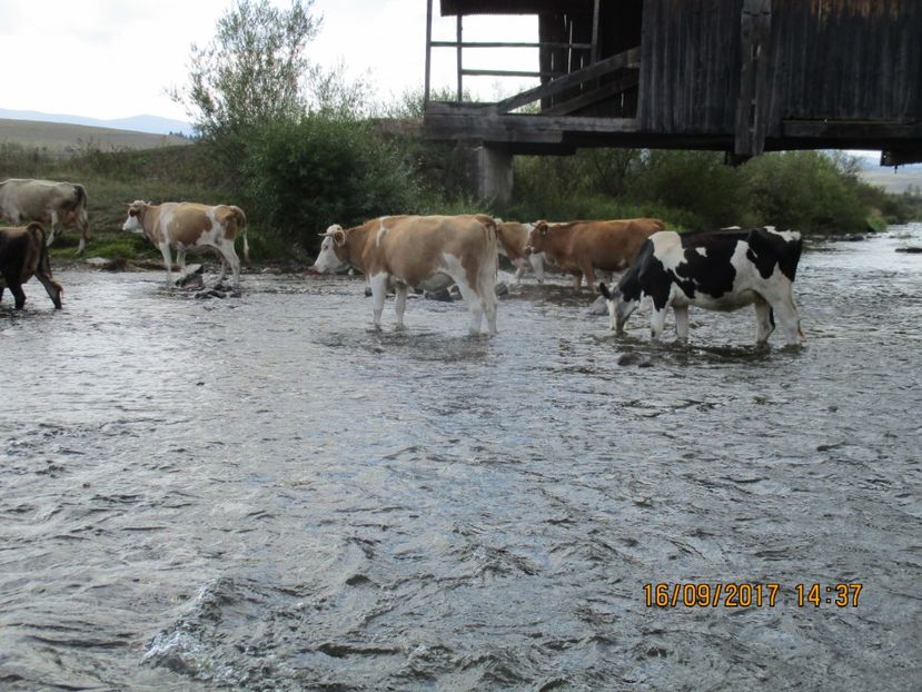  - COBORATUL DE LA STANA 2017 OILE SI VACILE 16 09